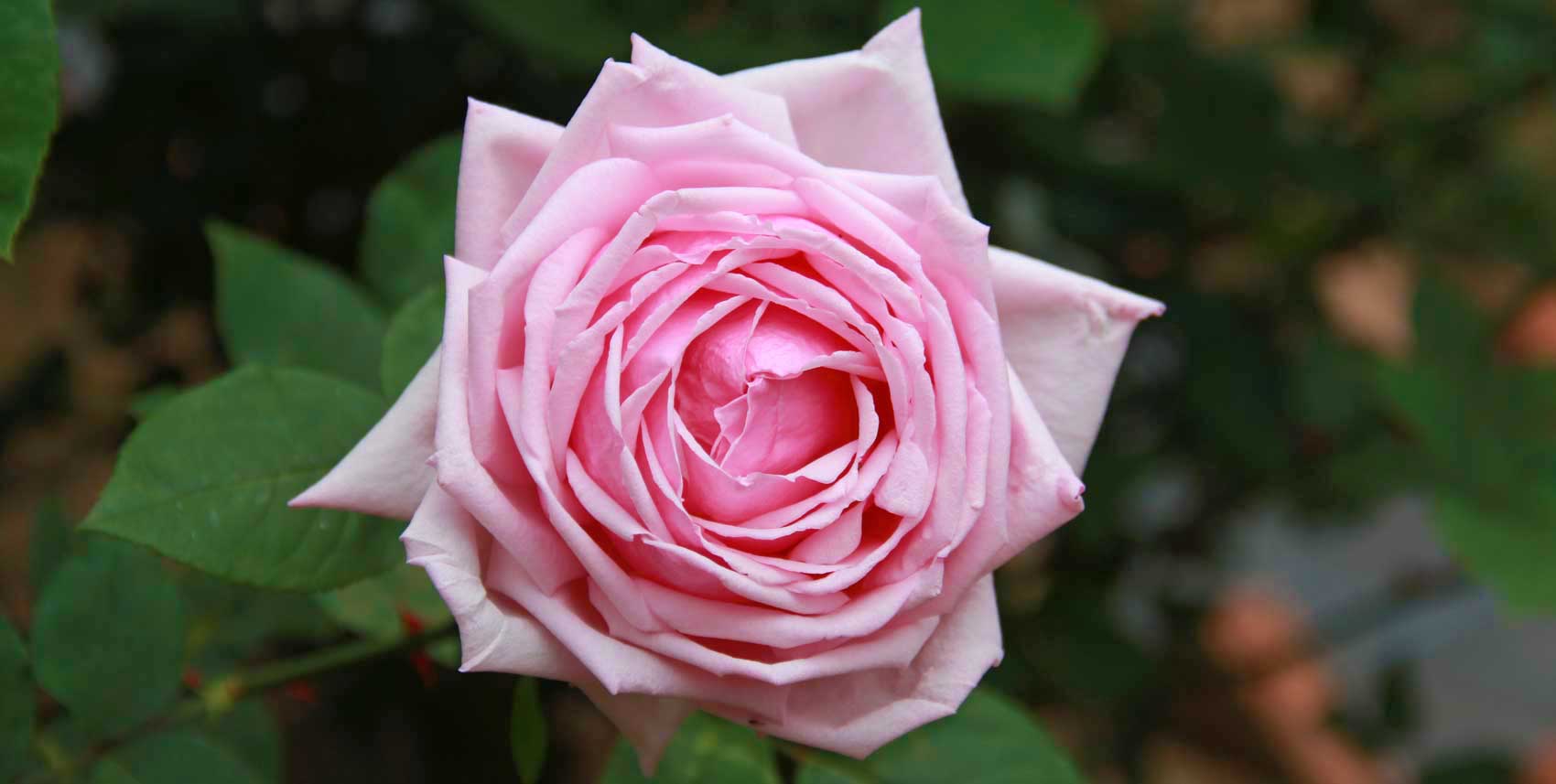 Hybrid Tea Rose ‘La France’