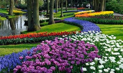 Keukenhof - a floral extravaganza