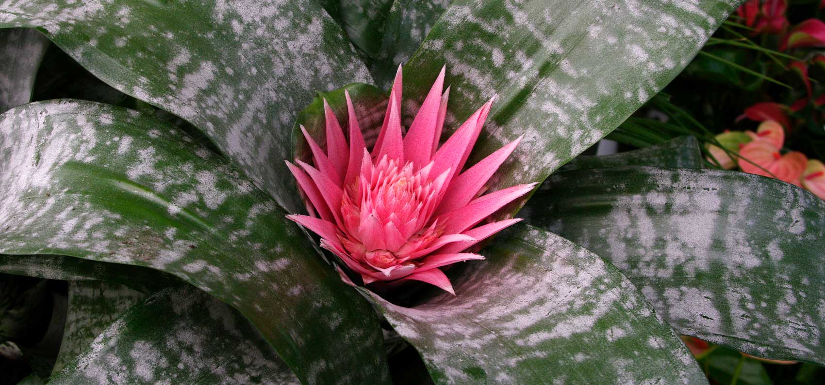 Keukenhof Aechmea fasciata