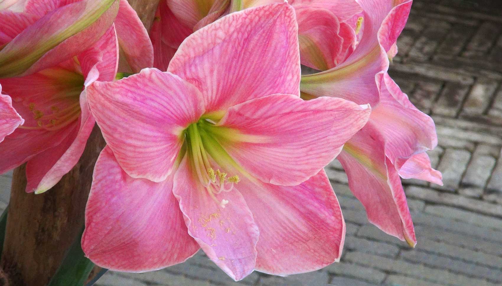 Keukenhof Amaryllis ‘Sweet Star’