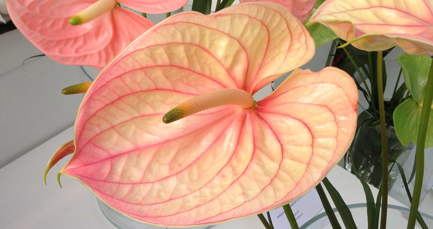 Keukenhof Anthurium andreanum 'Nunzia’