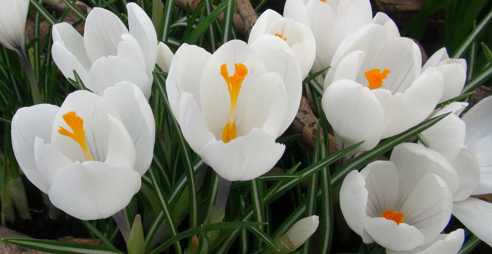 Keukenhof White Crocus