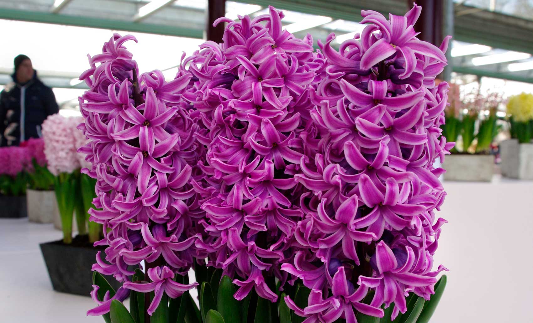 Keukenhof - Hyacinthus orientalis ‘Paul Hermann’