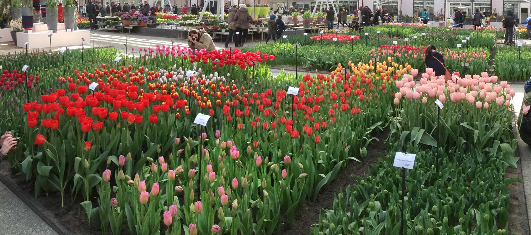 Keukenhof indoor pavilion