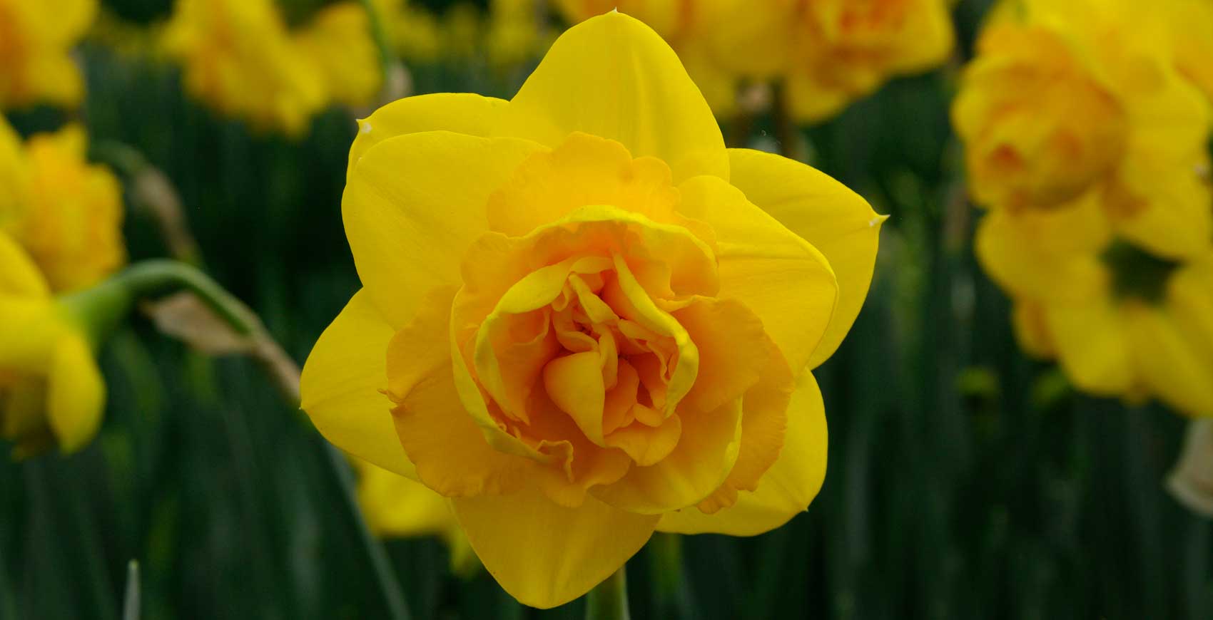 Keukenhof Narcissus 'Heamoor'