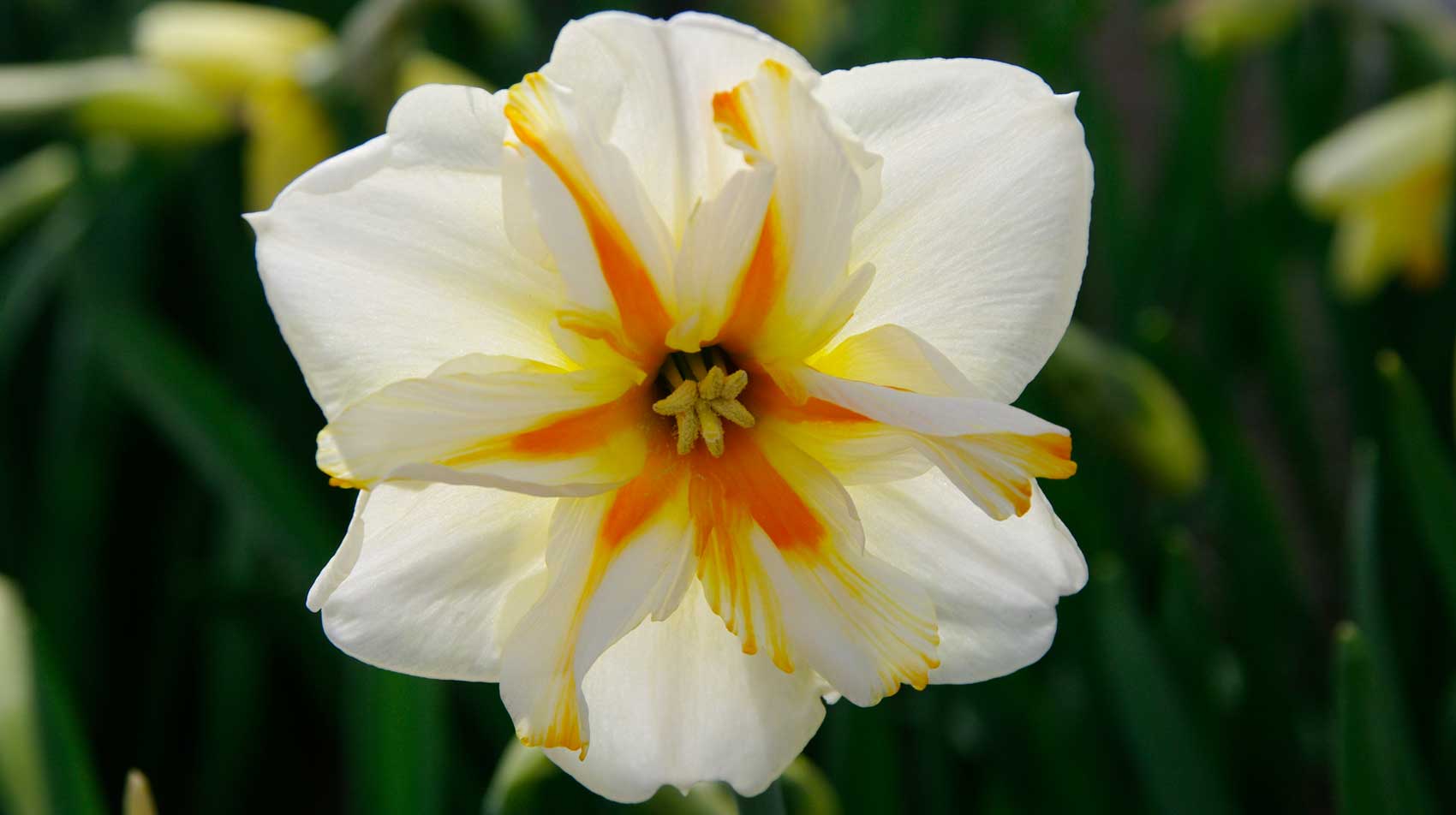 Keukenhof Narcissus ‘Trepolo’