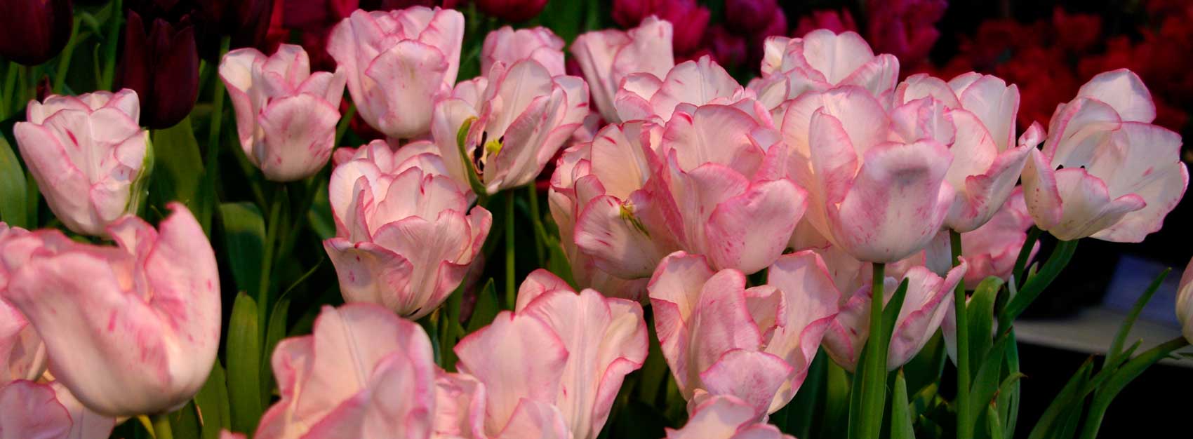 Keukenhof Tulipa Marjolein Bastin