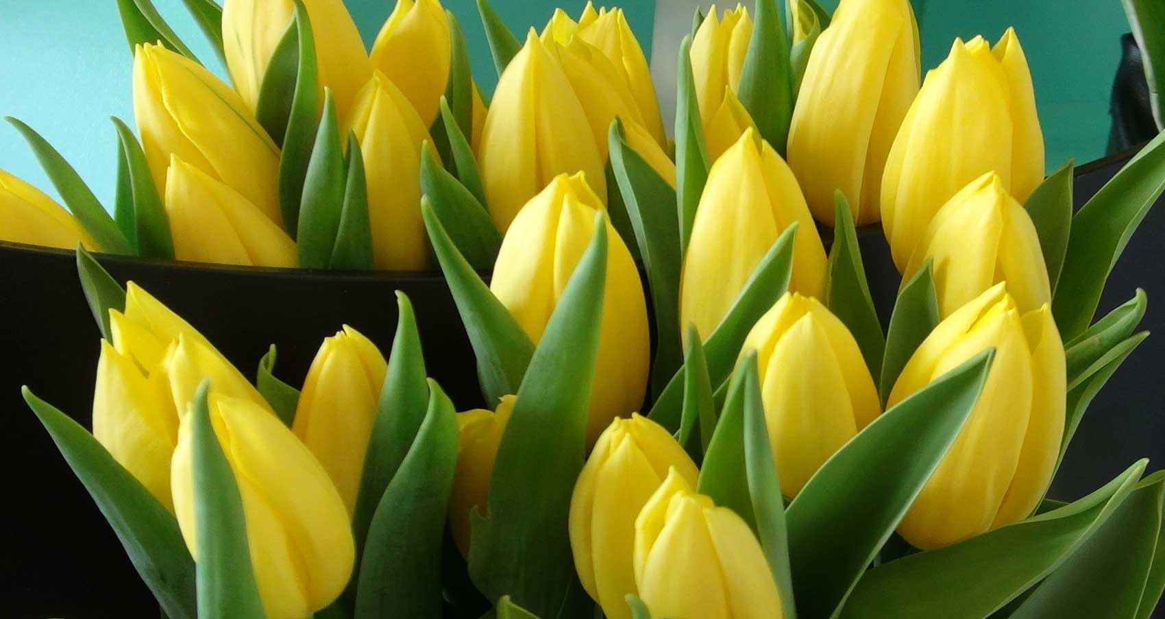 Keukenhof Tulipa ‘Strong Gold’