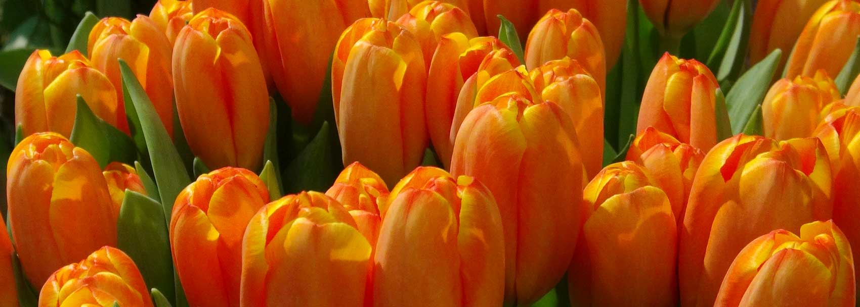 Keukenhof Tulipa ‘Triple A’