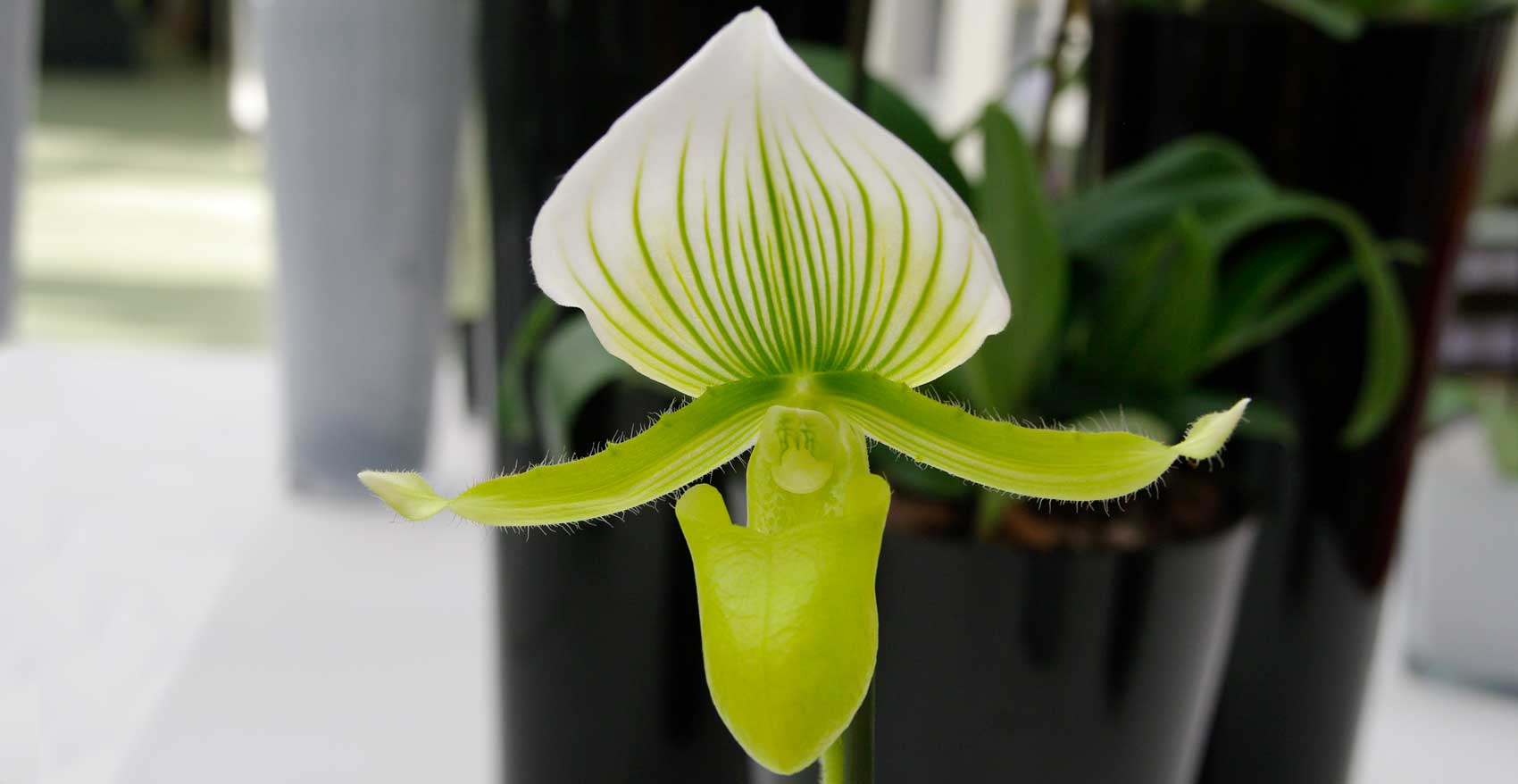 Keukenhof- Paphiopedilum