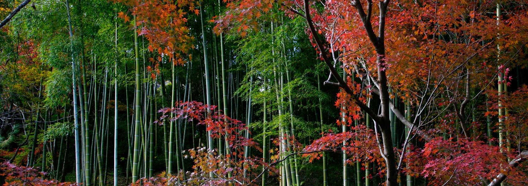 Bamboo at Tenryuji Temple, Kyoto