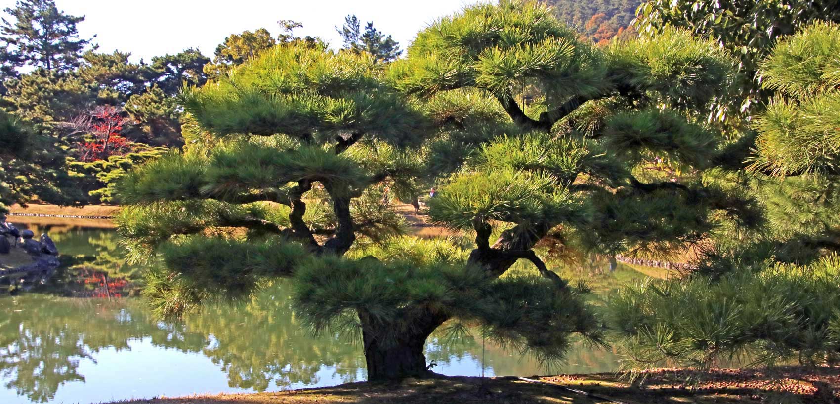 Cloud Pruned Black Pine