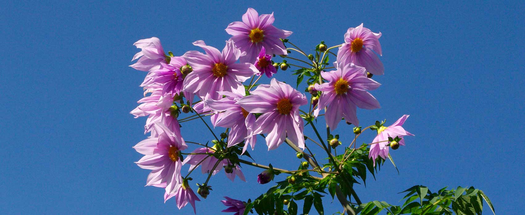 Autumn flowering Dahlia imperialis