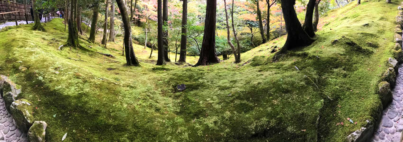 Woodland floor completely covered in moss - Gingkaku-ji, Kyoto