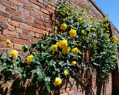 Pruning Climbing Roses