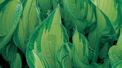 Bigger Hostas