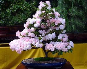 Bonsai Azalea