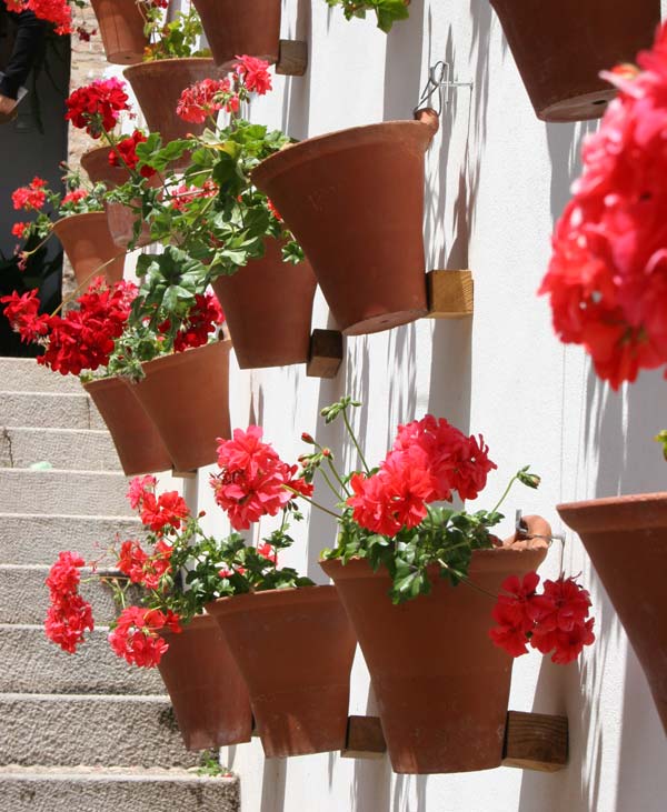 Wall Mounted Pelargoniums