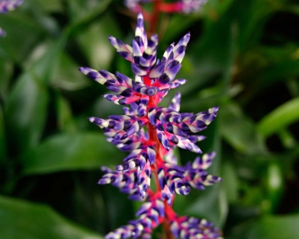 Aechmea Blue Rain Safe with Cats