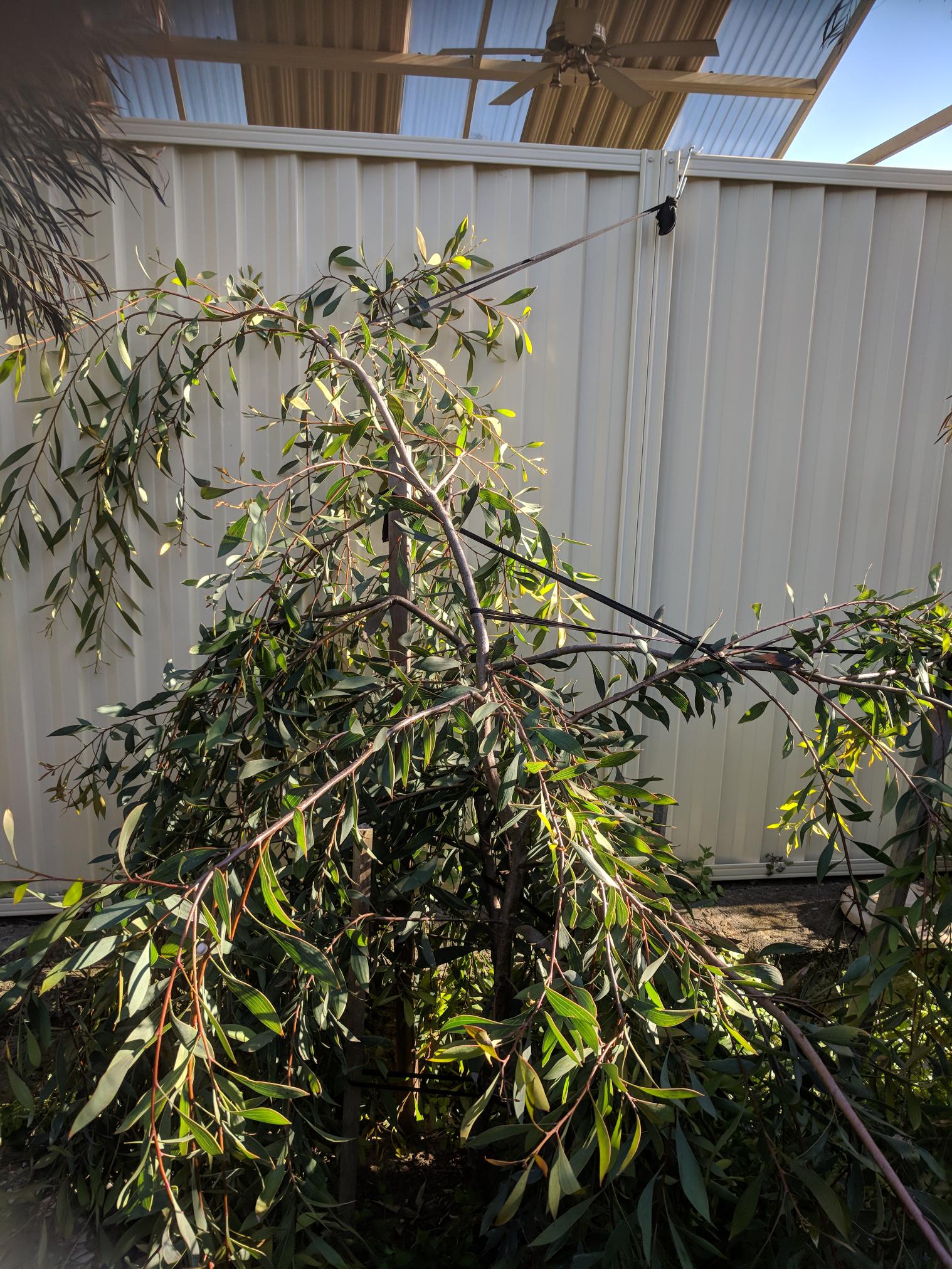 Hakea droopy branches