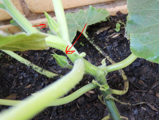 Pumpkin buds