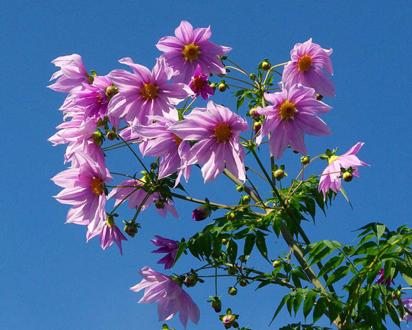 Dahlia imperialis