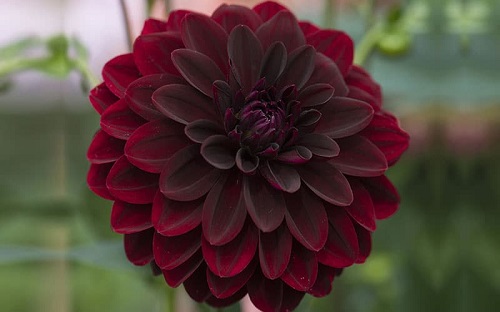 Dahlias