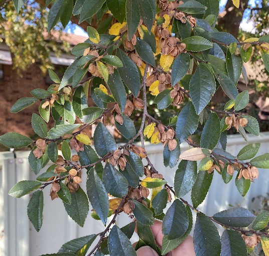 is this tree damaging my plants