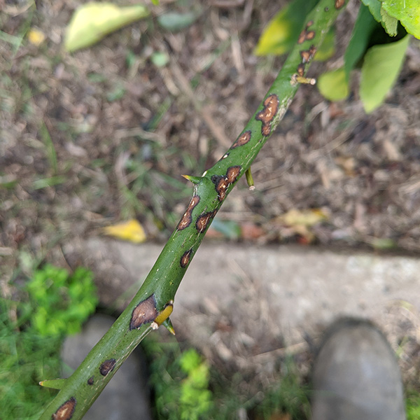 Brown/black spots on branch of Meyer lemon