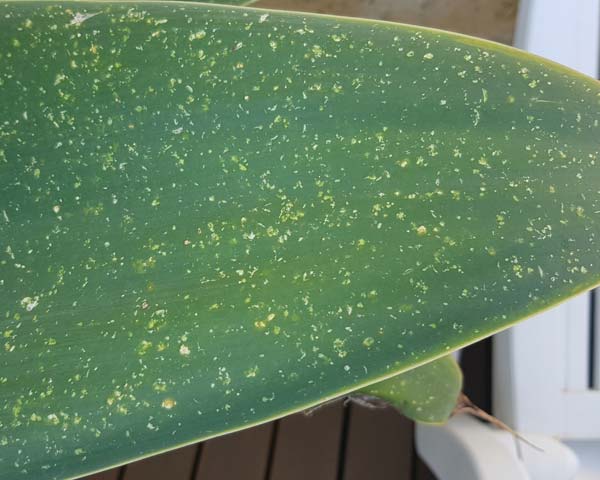 Damage to agave