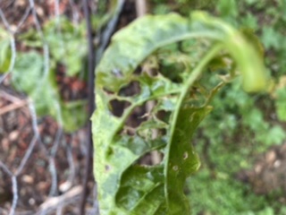 Pest eating passion fruit vine