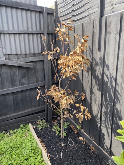 Magnolia Tree Dying?