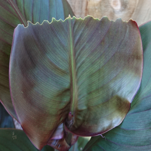 Something eating my Dwarf Canna