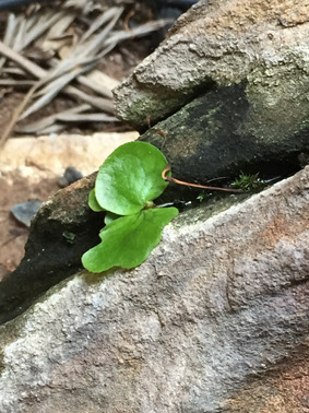 Transplanting Staghorn