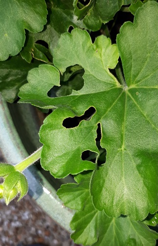 Geranium being attacked