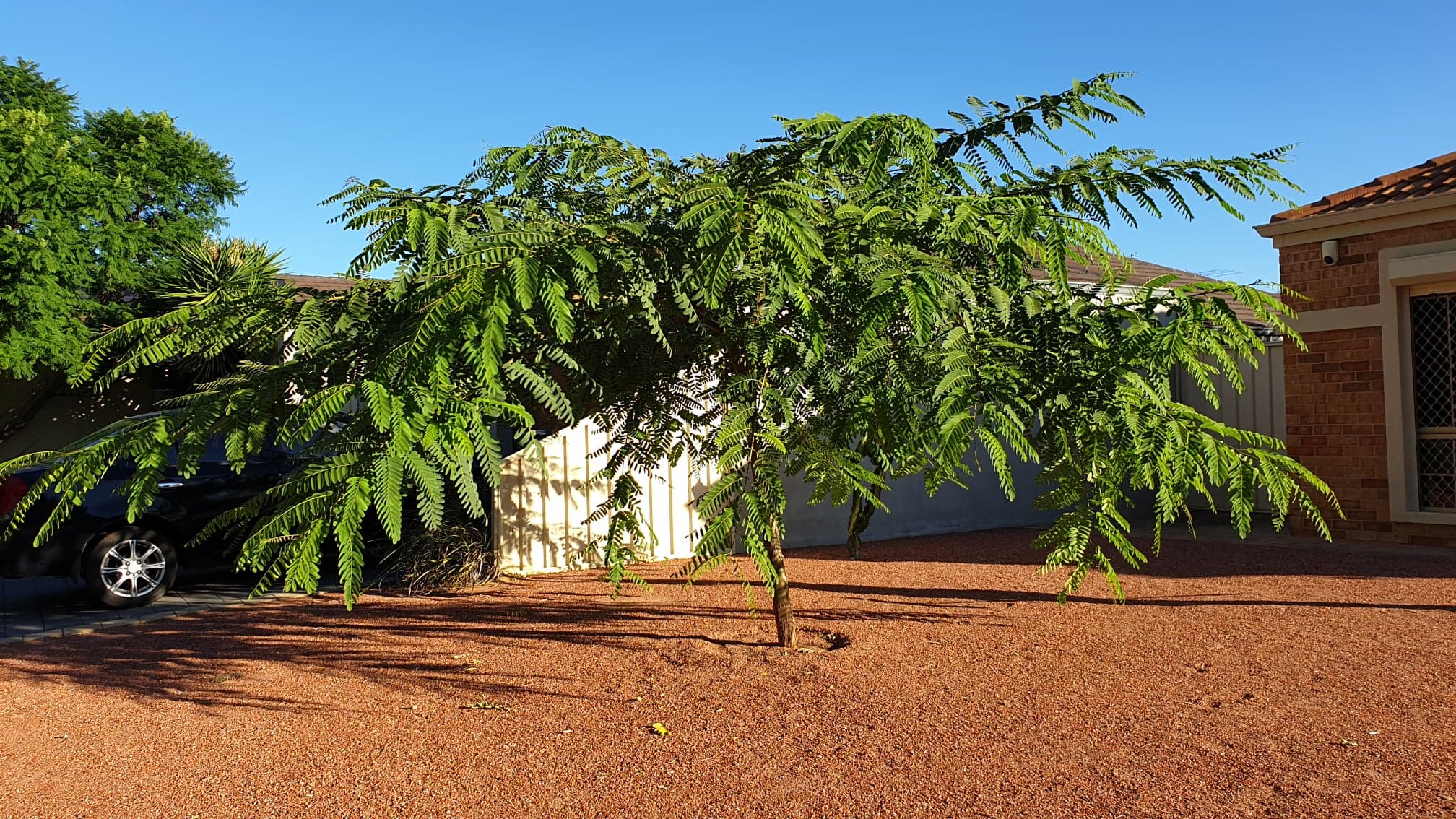 Tipuana Growth Shape