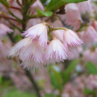 How likely is it a Blueberry Ash will reach 15mtres