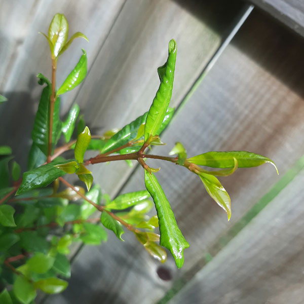 Syzygium Leaf Curl