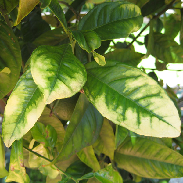 Citrus Yellowing Leaves