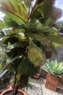 Fiddle leaf fig looking unhealthy