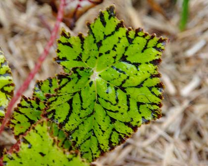 Begonias