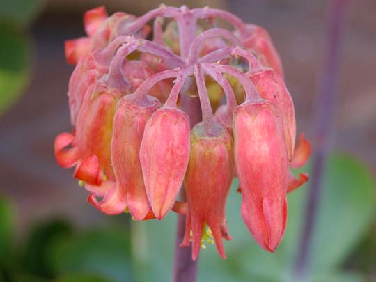 Orange Bells - what plant is this?