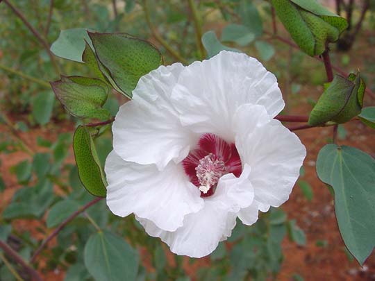 White flower - what is this?