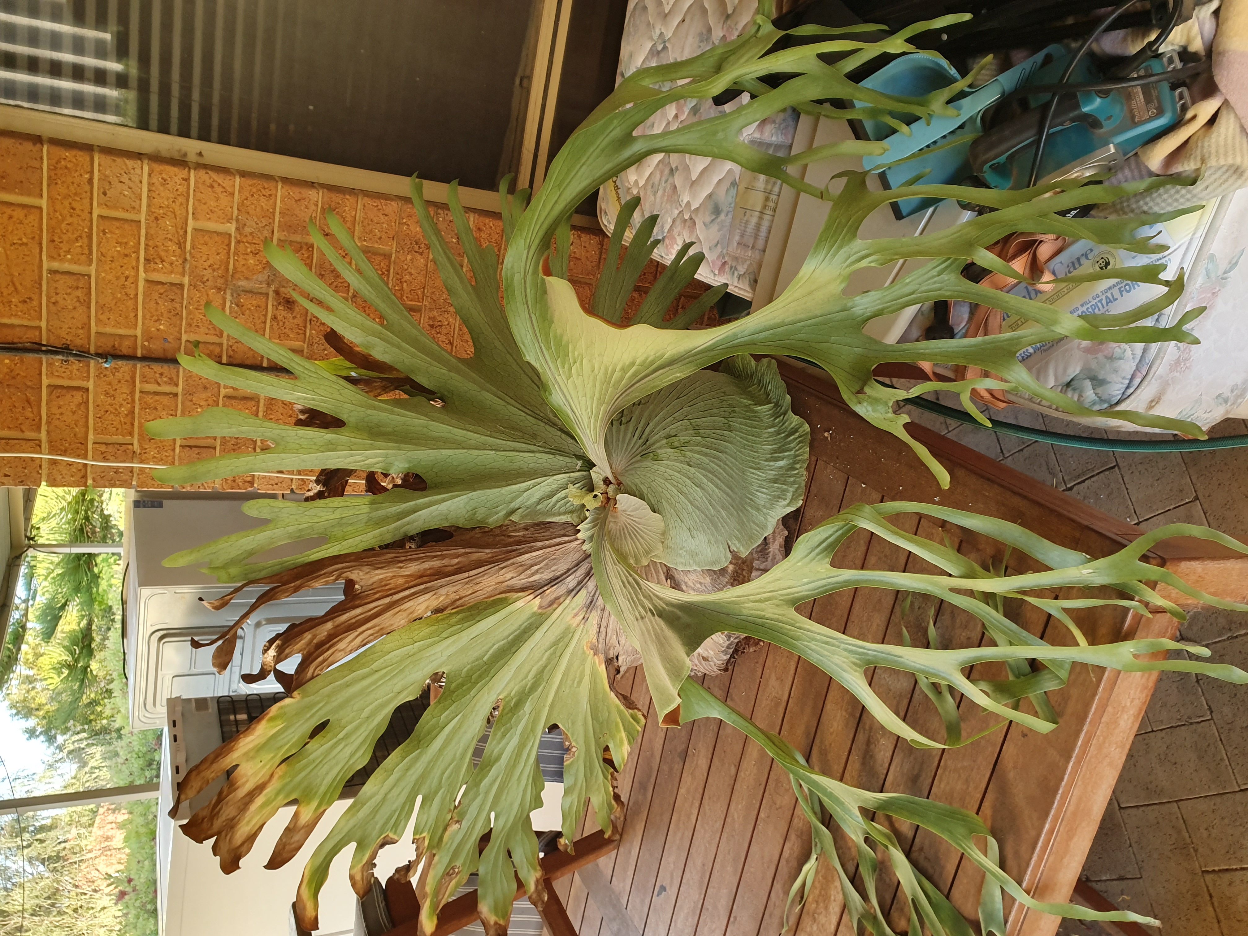 Large Staghorn looking sad