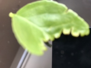 What’s Eating my Lemon Tree Leaves