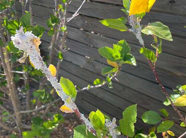 Aphids on Hibiscus