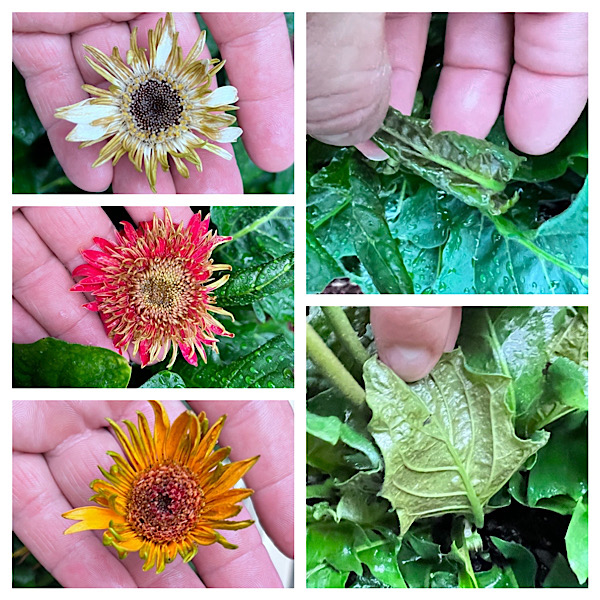 Gerbera flowers sad