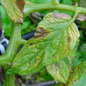 Fusarium Wilt