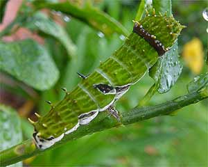 Large Citrus Butterfly or Orchard Swallowtail Butterfly