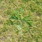 Paspalum